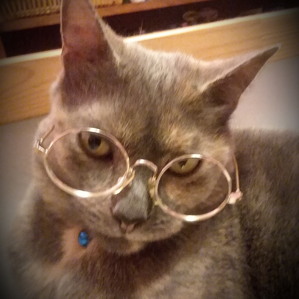 Meet your Posher, Daisy